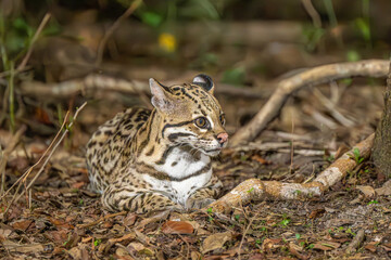 Ocelot at rest on the ground in the  jungle  - Pantanal