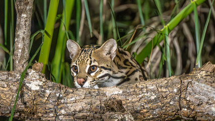 portrait - head shot of ocelot peering curiously over a fallen log in the jungle of the Pantana