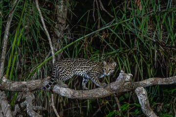 Ocelot walking along a tree trunk at night