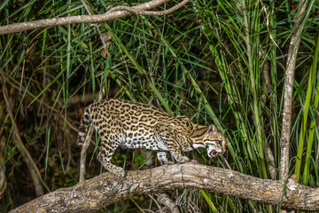 Cross Ocelot in the Pantanal