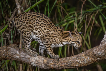 Ocelot at night in the Pantanal