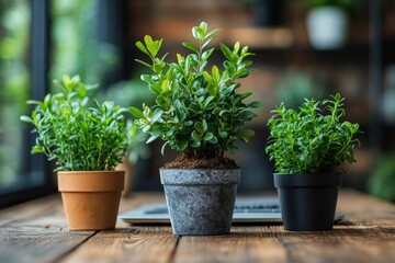 Three potted plants on wooden table near laptop