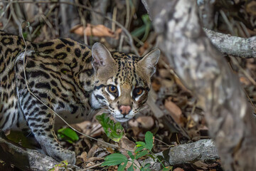 Curious Ocelot on the jungle floor