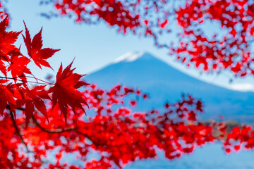 Colorful Autumn Season and Mountain Fuji with morning fog and Red Maple Leaves in autumn at lake Kawaguchiko is one of the best places in Japan, Travel.