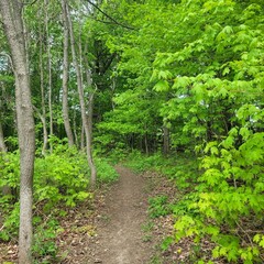Obraz premium path in the forest