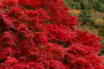 The landscape city colorful autumn leaves And the beautiful sky at Japan, travel Japan.