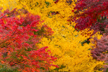 The landscape city colorful autumn leaves And the beautiful sky at Japan, travel Japan.