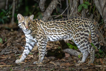 Ocelot wallkng through the jungle