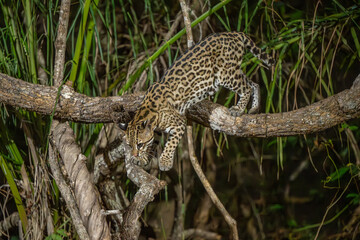 Obraz premium Ocelot climbing down from a branch