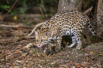Ocelot exploring its surroundings in the Pantanal