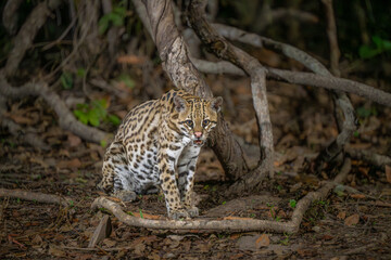 Seated Ocelot in the Pantanal