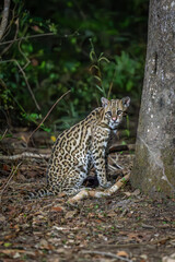 Ocelot looking over its shoulder