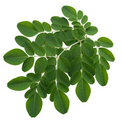 Fototapeta premium image of green moringa leaves on transparent background, PNG file 