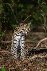 Alert ocelot peering into the dark