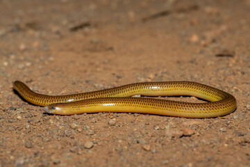 Close-up of a beautiful Cape legless skink (Acontias meleagris) in the wild