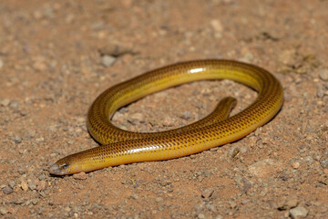 Close-up of a beautiful Cape legless skink (Acontias meleagris) in the wild