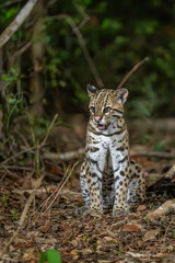 Relaxed Ocelot squatting on the ground