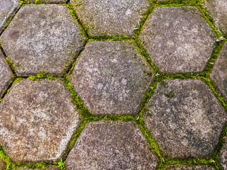 Close-up image of vibrant green moss growing on the floor and stone