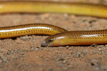 Close-up of a beautiful Cape legless skink (Acontias meleagris) in the wild