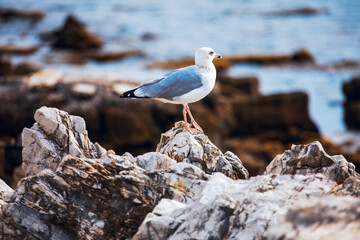 Seagull standing on a rocky outcrop by the sea. The seagull's presence on the rugged rocks with the ocean in the background creates a picturesque and serene coastal scene