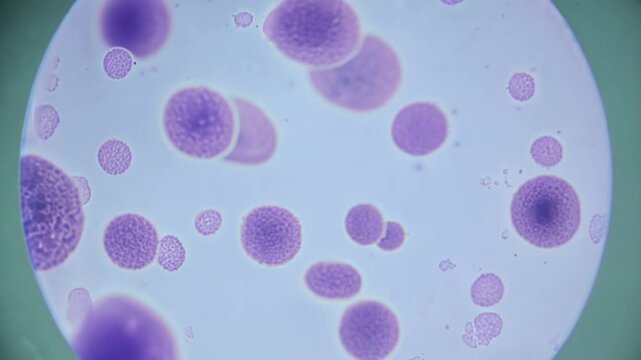 Cell division showing mitotic stages under microscope