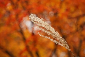 紅葉の美しさに溶け込むススキ