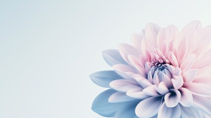 Obraz premium A soft, pastel-colored flower with delicate petals.