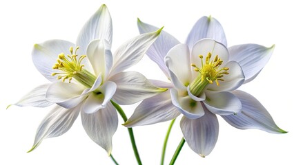 Obraz premium Two Delicate White Aquilegia Flowers Isolated on White Background - High Resolution Stock Photo