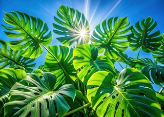 Vibrant Monstera Leaves in Sunlight, Tropical Blue Sky Background - Stock Photo