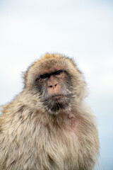 Portrait of an adult Barbary macaque in Gibraltar that has a thoughtful expression on its face.