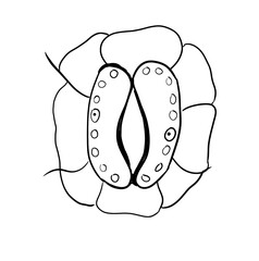 stomata digital drawing illustration isolated