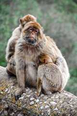 Infant Gibraltar macaques (a.k.a. Barbary apes or rock apes) feeding and embracing their mother.
