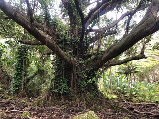 tree in the forest
