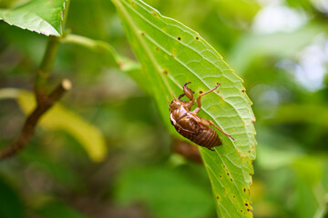 葉に残されたセミの抜け殻