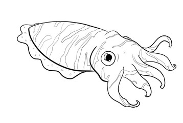 cuttlefish digital illustration drawing isolated