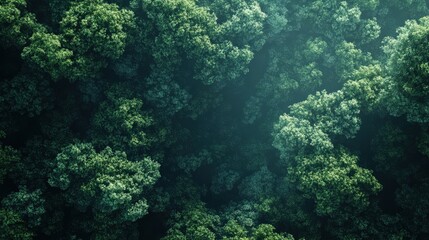 Fototapeta premium A lush green forest with trees of various sizes