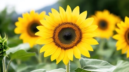 A vibrant sunflower in a field, showcasing natural beauty.