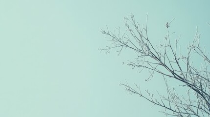 A tree branch is shown against a blue sky