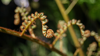 Close up of fern frond in the garden, shallow depth of field