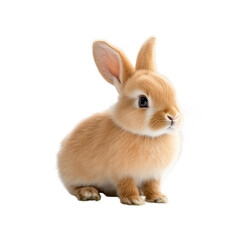 Obraz premium Charming Small Rabbit Cuddled Comfortably on a Dark Black Background Exuding Softness and Innocence in Quiet Solitude isolated on white background