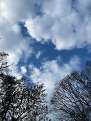trees and sky in Korea.