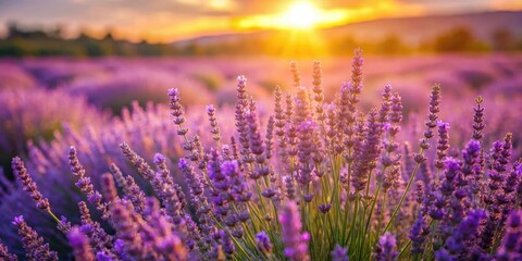 Obraz premium Lavender Field in Full Bloom