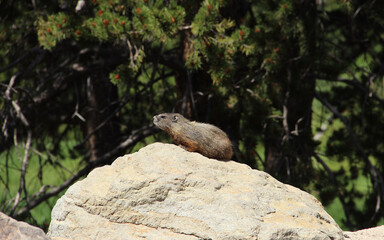Marmot