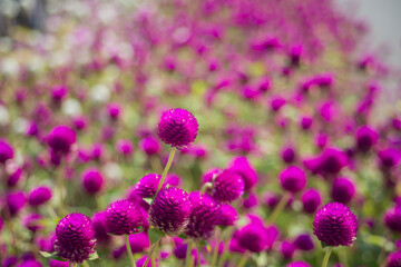 Obraz premium Globe amaranth or Gomphrena globosa flower