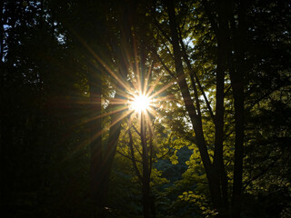 Sunlight bursts through a dense canopy of leaves, casting a radiant starburst pattern. Lush green foliage creates a dark, mysterious atmosphere