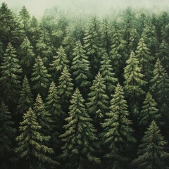 Misty mountaintop evergreen forest aerial view, ideal for nature backgrounds