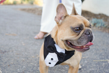 Fototapeta premium french bulldog puppy in suit