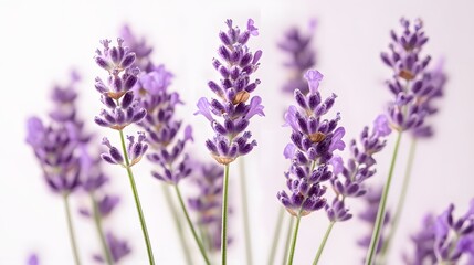 Naklejka premium modern and colorful illustration of beautiful lavender flowers on a white background