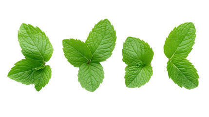 mint leaves isolated on white background