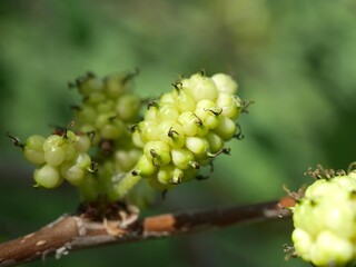 Russian Mulberry tree fruits, Colorado